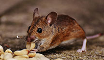 24 Hour & Emergency Exterminators in Farelly Lake, AR